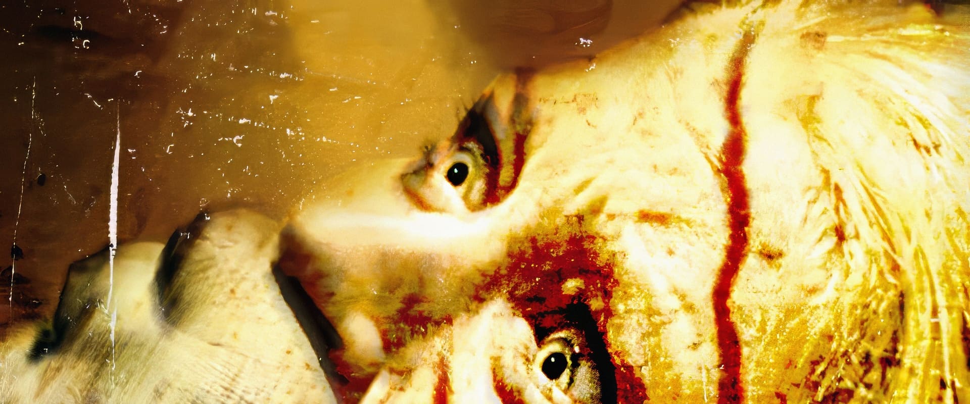 دانلود فیلم The Hills Have Eyes 2006 (تپه ها چشم دارند  2006) بدون سانسور با زیرنویس فارسی