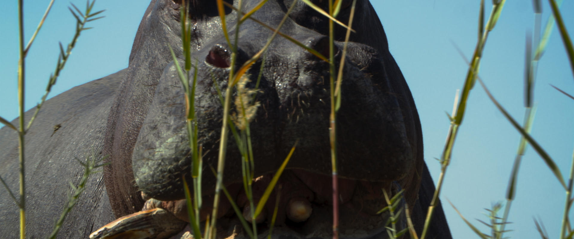 دانلود فیلم Pepe 2024 (په په 2024) بدون سانسور با زیرنویس فارسی