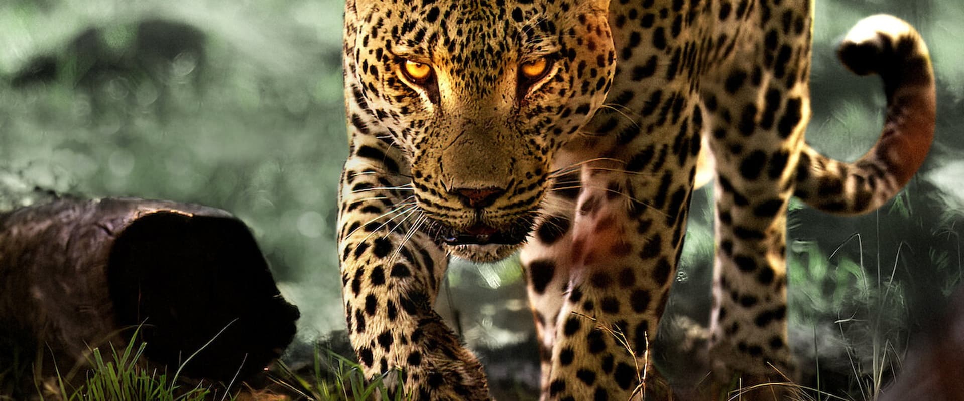 دانلود مستند Living with Leopards 2024 (زندگی با پلنگ ها 2024) بدون سانسور با زیرنویس فارسی